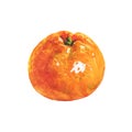 Watercolor orange mandarin