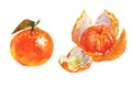 Watercolor orange mandarin