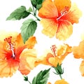 Watercolor orange naranja hibiscus flowers. Floral botanical flower. Seamless background pattern. Royalty Free Stock Photo