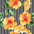 Watercolor orange naranja hibiscus flowers. Floral botanical flower. Seamless background pattern. Royalty Free Stock Photo