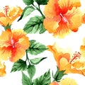 Watercolor orange naranja hibiscus flowers. Floral botanical flower. Seamless background pattern. Royalty Free Stock Photo