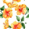 Watercolor orange naranja hibiscus flowers. Floral botanical flower. Seamless background pattern. Royalty Free Stock Photo