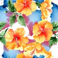 Watercolor orange naranja hibiscus flowers. Floral botanical flower. Seamless background pattern. Royalty Free Stock Photo