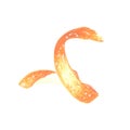 Watercolor orange peel. Citrus skin spiral isolated Hand drawn illustration tropical fruit zest. Template sketch of Royalty Free Stock Photo