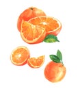 Watercolor orange and sliced orange fruit isolated