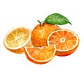 Watercolor orange and sliced orange fruit isolated