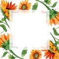 Watercolor orange sunflower flower. Floral botanical flower. Frame border ornament square. Royalty Free Stock Photo