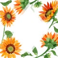 Watercolor orange sunflower flower. Floral botanical flower. Frame border ornament square. Royalty Free Stock Photo