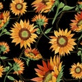 Watercolor orange sunflower flower. Floral botanical flower. Seamless background pattern. Royalty Free Stock Photo