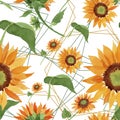 Watercolor orange sunflower flower. Floral botanical flower. Seamless background pattern.