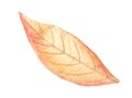 Watercolor orange tree leaf. Hand drawn autumn isolated illustration. Royalty Free Stock Photo