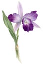 Hand drawn watercolor orchid cattleya branch.