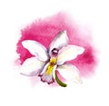 Watercolor orchid flower on watercolor artistic blotch background