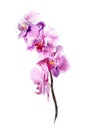 Watercolor orchid. Hand drawn branch with pink flowers isolated on white background. Realistic botanical illustration Royalty Free Stock Photo