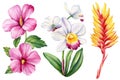 Watercolor orchid, hibiscus and heliconia. Botanical painting, floral illustration. Exotic flowers.