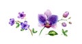 Watercolor Orchid set. Big and small purple flowers, leaves. Vibrant violet plants. Hand painted floral tropical Royalty Free Stock Photo