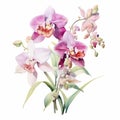 Watercolor Orchids: Hyper-realistic Floral Art With Vintage Imagery Royalty Free Stock Photo