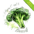 Watercolor organic health food for vegetarians and health care. Fresh raw broccoli