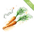 Watercolor organic health food for vegetarians and health care. Fresh raw carrot