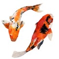 Watercolor oriental rainbow carp set. Koi fishes isolated on white background. Underwater illustration for design, background or