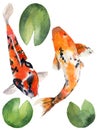 Watercolor oriental rainbow carp with water lily leaves set. Koi fishes isolated on white background. Underwater
