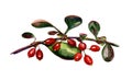 Hand painted watercolor. Barberry, berries, red watercolour berries on white background.