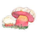 Watercolor Original fungus mushroom isolated on white background