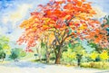 Watercolor original landscape painting red, orange color of peacock flowers tree Royalty Free Stock Photo