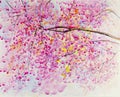 Watercolor original landscape painting red,pink color of Wild Himalayan Cherry flower Royalty Free Stock Photo