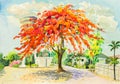 Watercolor original painting landscape colorful of peacock flower tree Royalty Free Stock Photo