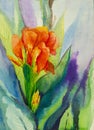 Watercolor original painting on paper of canna lily Royalty Free Stock Photo
