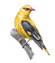 Watercolor oriole bird animal