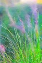 Watercolor of ornamental grass with flower spikes. Digitalart.