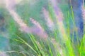 Watercolor of ornamental grass with flower spikes. Digitalart.