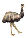 Watercolor ostrich Emu Royalty Free Stock Photo