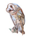 Watercolor owl bird animal