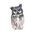 watercolor owl isolated on white background. Cute long eared owl staring with yellow eyes. Watercolor wise bird. Hand Royalty Free Stock Photo