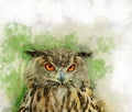Watercolor owl isolated on white background. Royalty Free Stock Photo