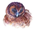 Watercolor owl portrait illustration Royalty Free Stock Photo
