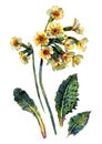 Watercolor Oxlip Composition Isolated on White Royalty Free Stock Photo