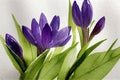 Watercolor paint of autumn Crocus with green leaves on white background