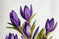 Watercolor paint of autumn Crocus on white background