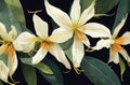 Watercolor paint of Cananga odorata Flowers and green leaves on black background