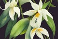 Watercolor paint of Cananga odorata Flowers and green leaves on black background