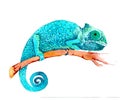 Watercolor painted baby chameleon of blue turquoise color on a branch Isolated on a white background Royalty Free Stock Photo