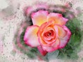 Watercolor painted beautiful pink rose Royalty Free Stock Photo