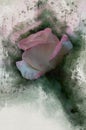 Watercolor painted beautiful pink rose Royalty Free Stock Photo