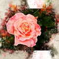 Watercolor painted beautiful pink rose Royalty Free Stock Photo