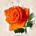 Watercolor painted beautiful stylized orange rose
