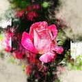 Watercolor painted beautiful stylized pink rose Royalty Free Stock Photo